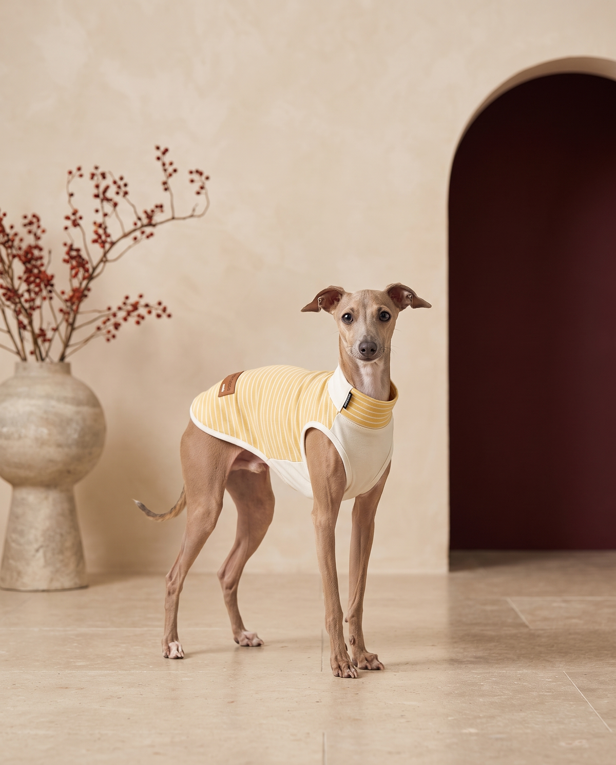 Italian Greyhound wearing the Iggy Grey soft base layer thermal vest