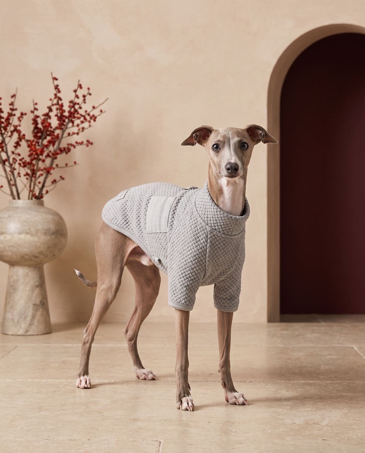 Italian Greyhound wearing the Iggy Grey warm fleece cloth with leash ring