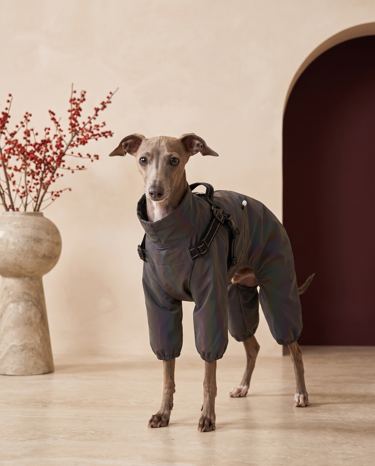 Italian Greyhound wearing the Iggy Grey outdoor full-body raincoat