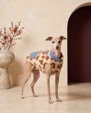 Italian Greyhound wearing the Iggy Grey leopard print lamb fleece vest