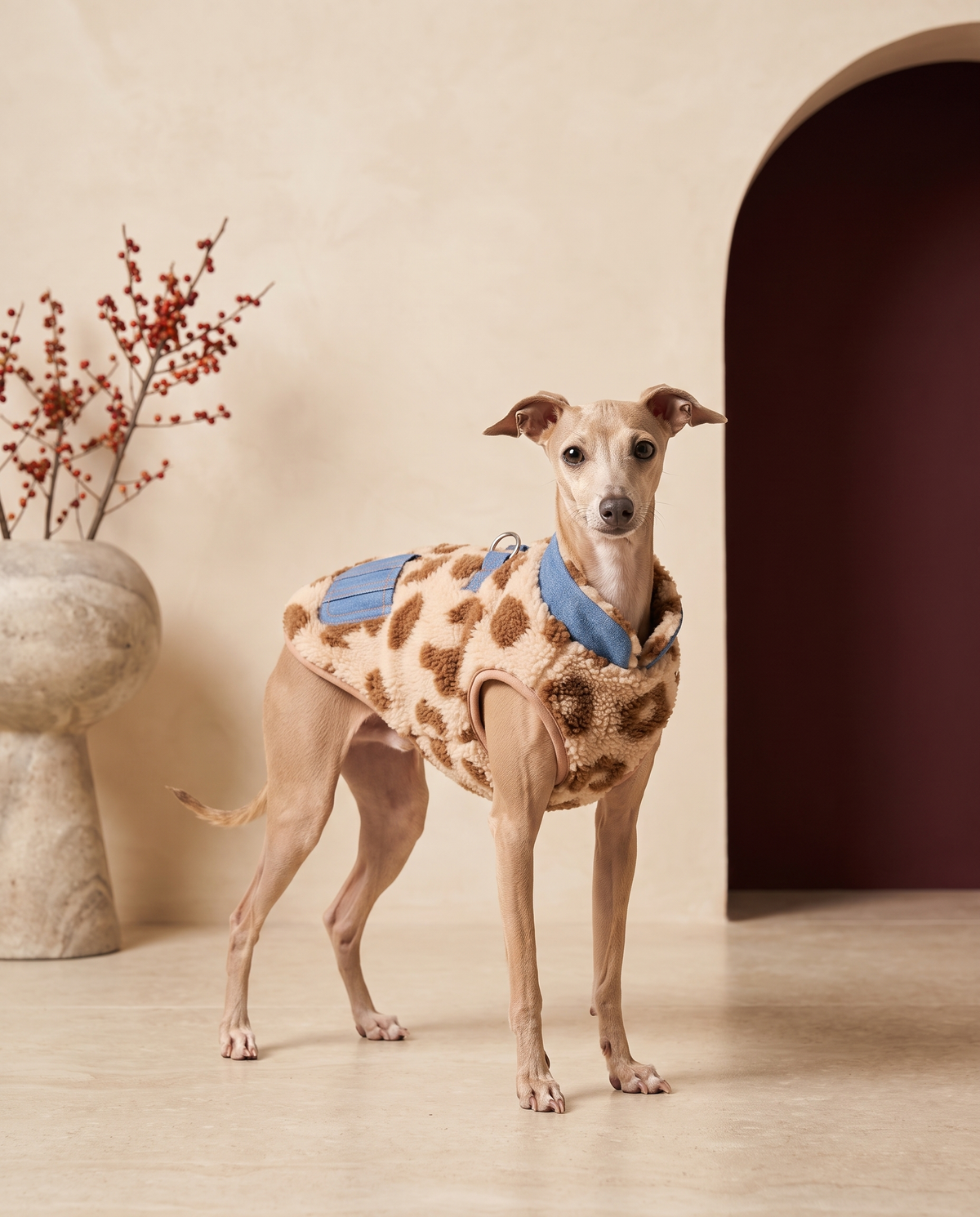 Italian Greyhound wearing the Iggy Grey leopard print lamb fleece vest