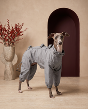 Italian Greyhound wearing the Iggy Grey waterproof protective jumpsuit with foot covers
