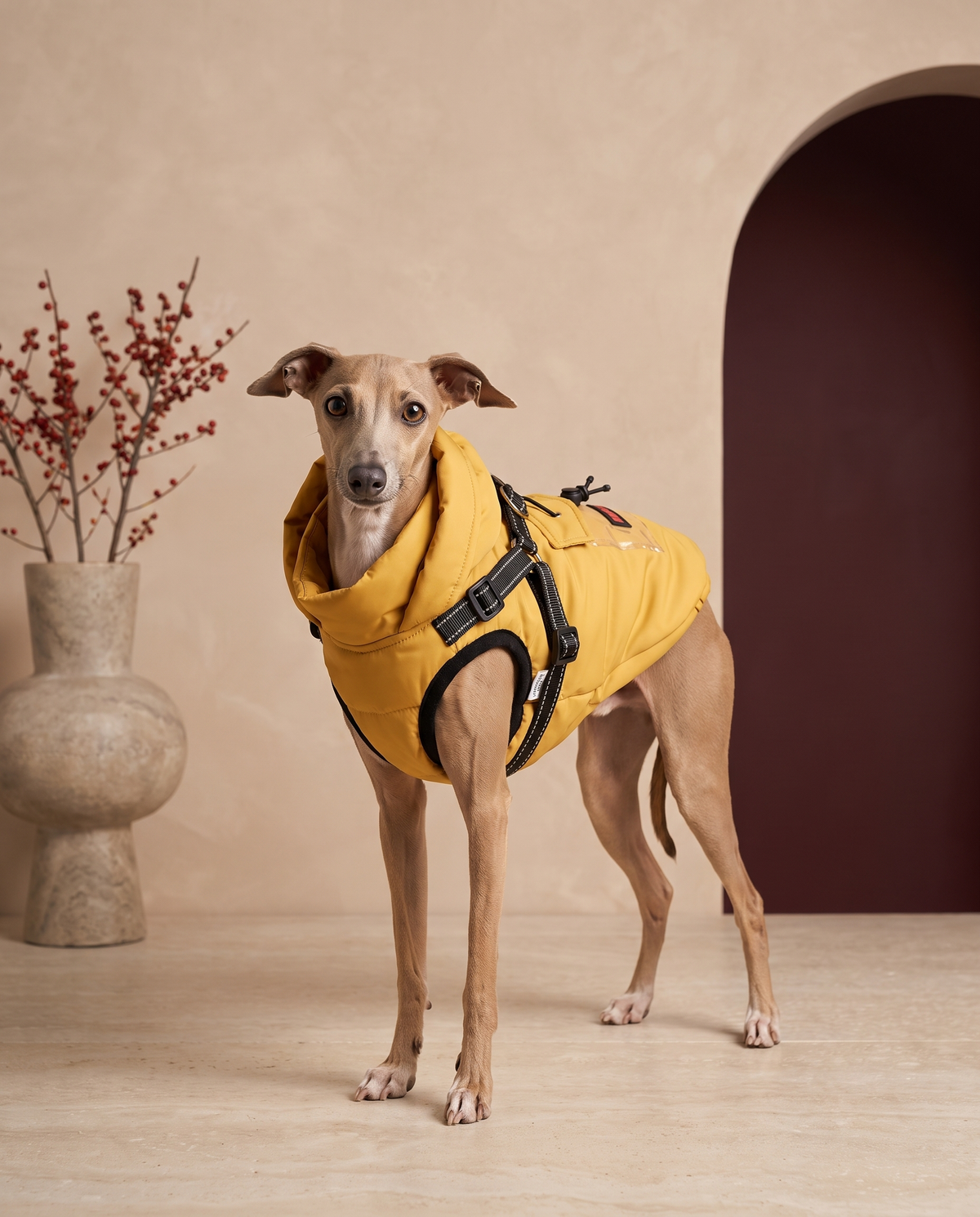 Italian Greyhound wearing the Iggy Grey leash-integrated winter jacket