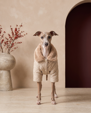 Italian Greyhound wearing the Iggy Grey luxury faux fur collar jumpsuit
