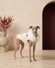Italian Greyhound wearing the Iggy Grey luxury faux fur hooded coat