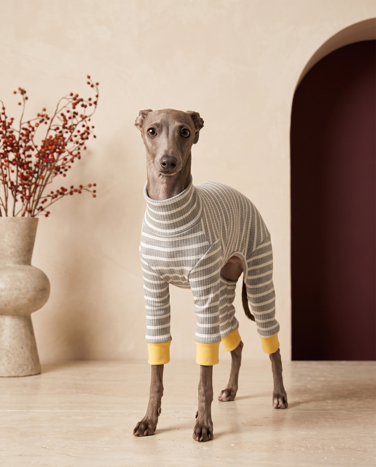 Italian Greyhound wearing the Iggy Grey soft cotton striped pajamas