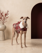Italian Greyhound wearing the Iggy Grey christmas plaid festive bow coat