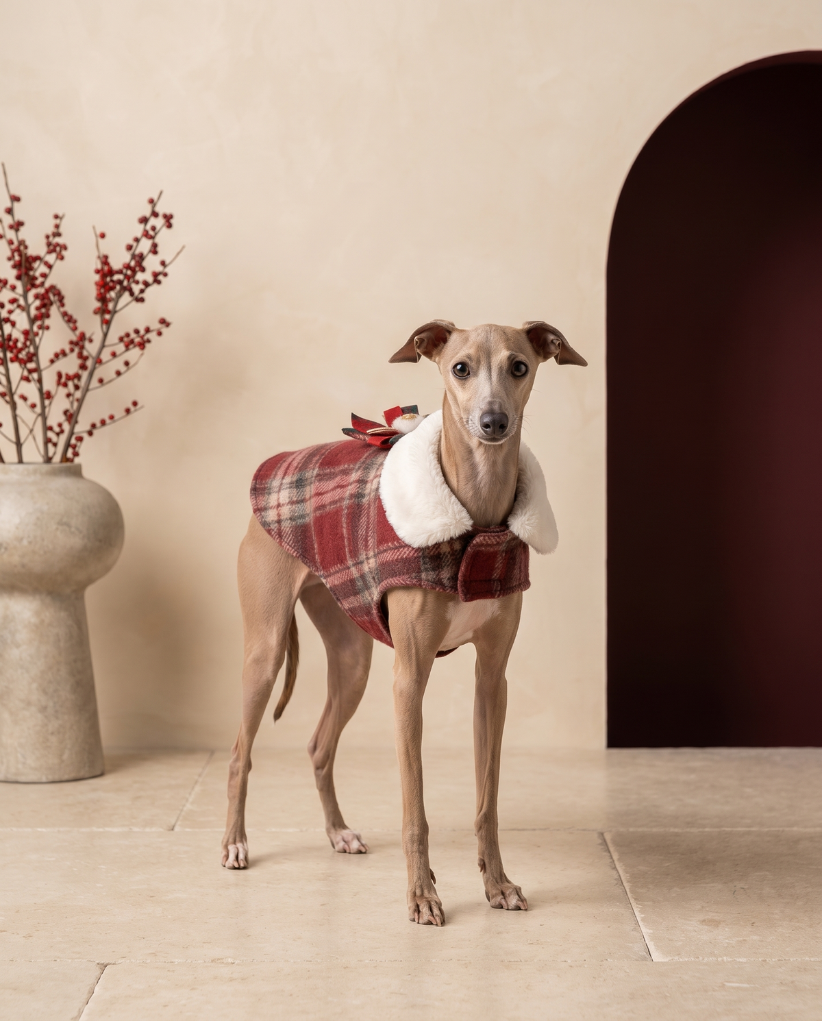 Italian Greyhound wearing the Iggy Grey christmas plaid festive bow coat