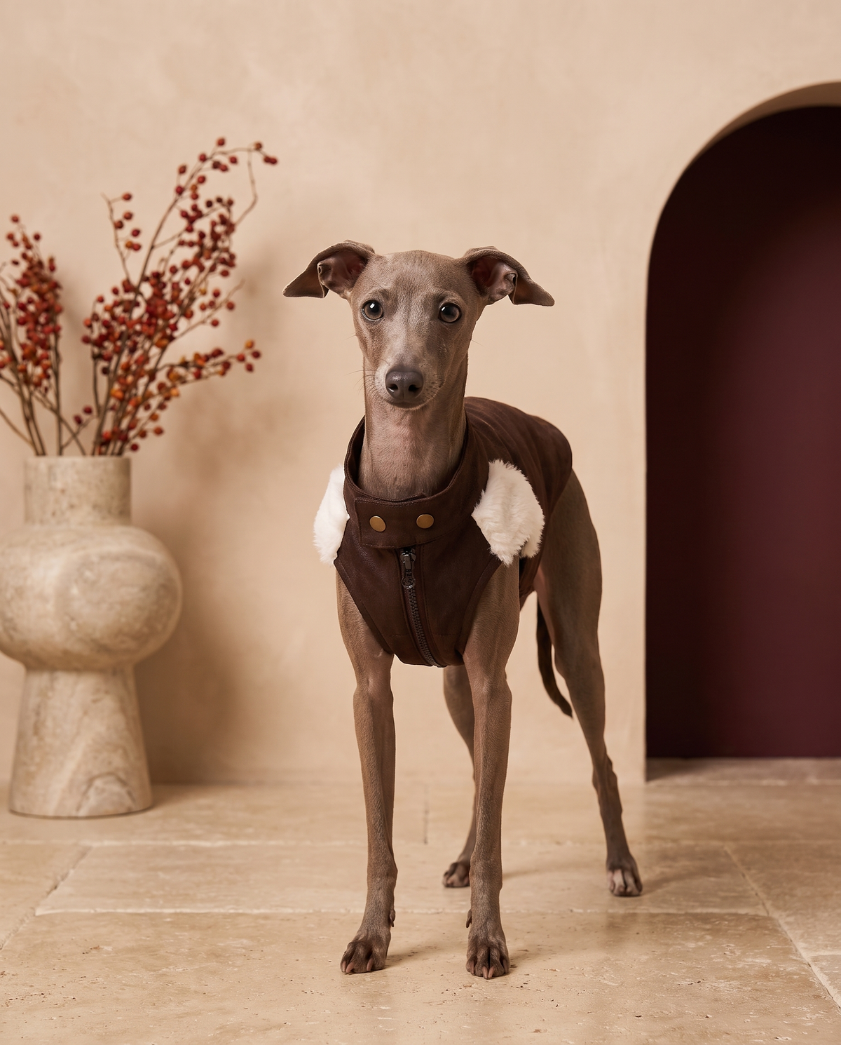 Italian Greyhound wearing the Iggy Grey luxury faux fur winter vest