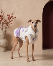 Italian Greyhound wearing the Iggy Grey elegant chinoiserie tang vest