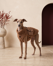 Italian Greyhound wearing the Iggy Grey lamb soft wool vest