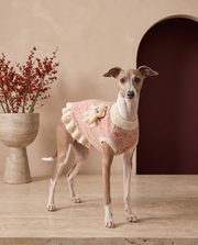 Italian Greyhound wearing the Iggy Grey cute ruffle knit sweater