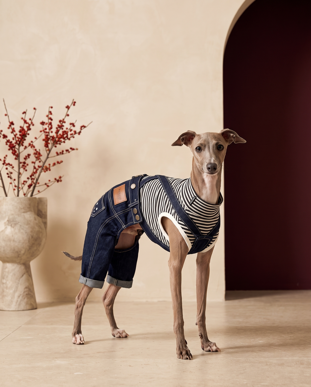 Italian Greyhound wearing the Iggy Grey overalls denim outfit