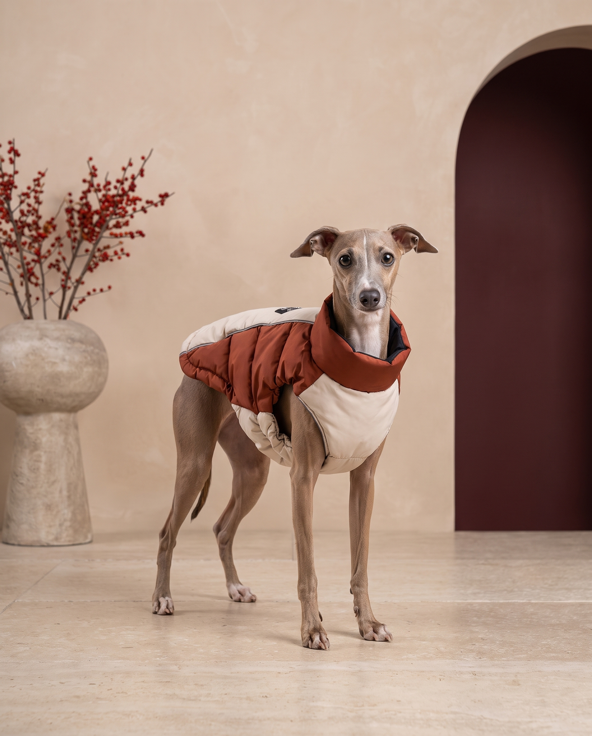 Italian Greyhound wearing the Iggy Grey ultra-warm puffer vest