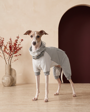 Italian Greyhound wearing the Iggy Grey premium waterproof outdoor jacket