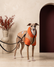 Italian Greyhound wearing the Iggy Grey premium winter hooded vest