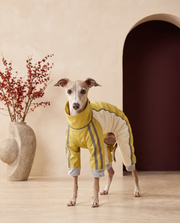 Italian Greyhound wearing the Iggy Grey outdoor mud-resistant waterproof jumpsuit