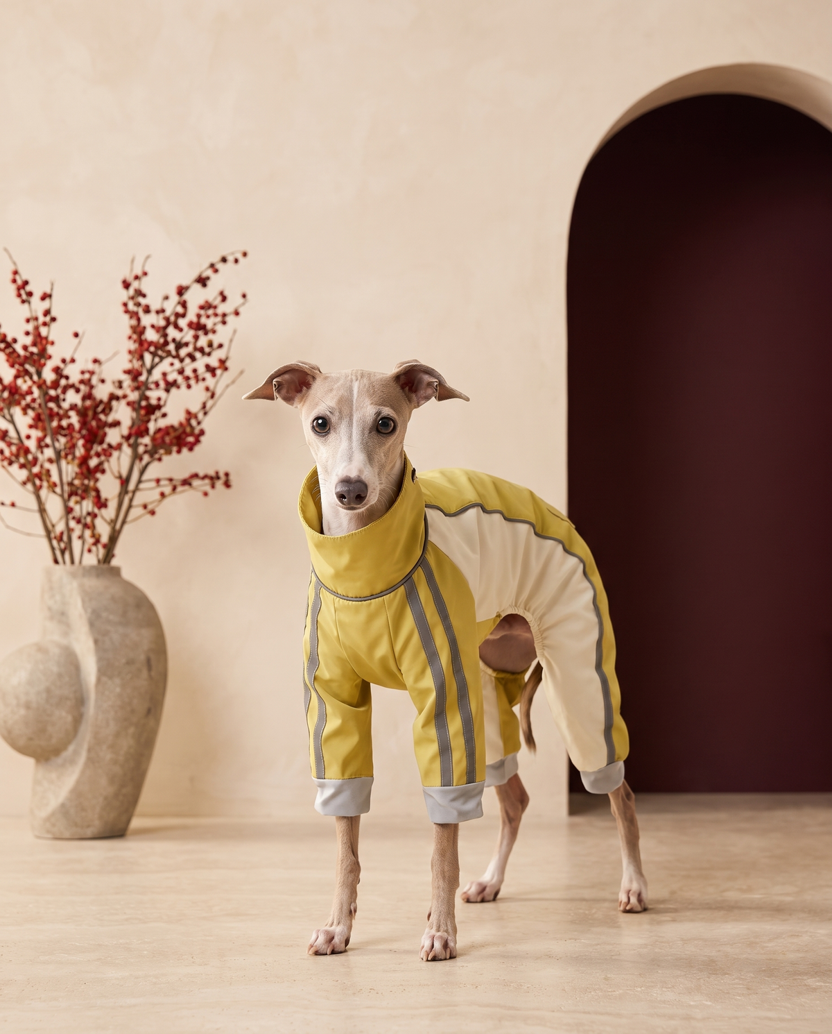 Italian Greyhound wearing the Iggy Grey outdoor mud-resistant waterproof jumpsuit