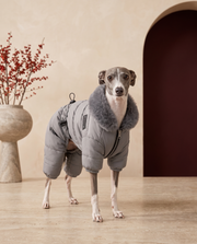 Italian Greyhound wearing the Iggy Grey fleece-lined winter jacket