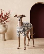 Italian Greyhound wearing the Iggy Grey luxury argyle knit sweater