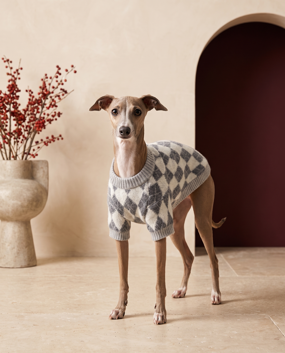 Italian Greyhound wearing the Iggy Grey luxury argyle knit sweater