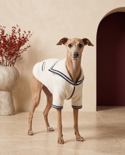 Italian Greyhound wearing the Iggy Grey ultra-soft winter cardigan