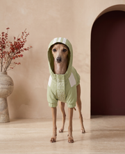 Italian Greyhound wearing the Iggy Grey waterproof hooded sweatshirt