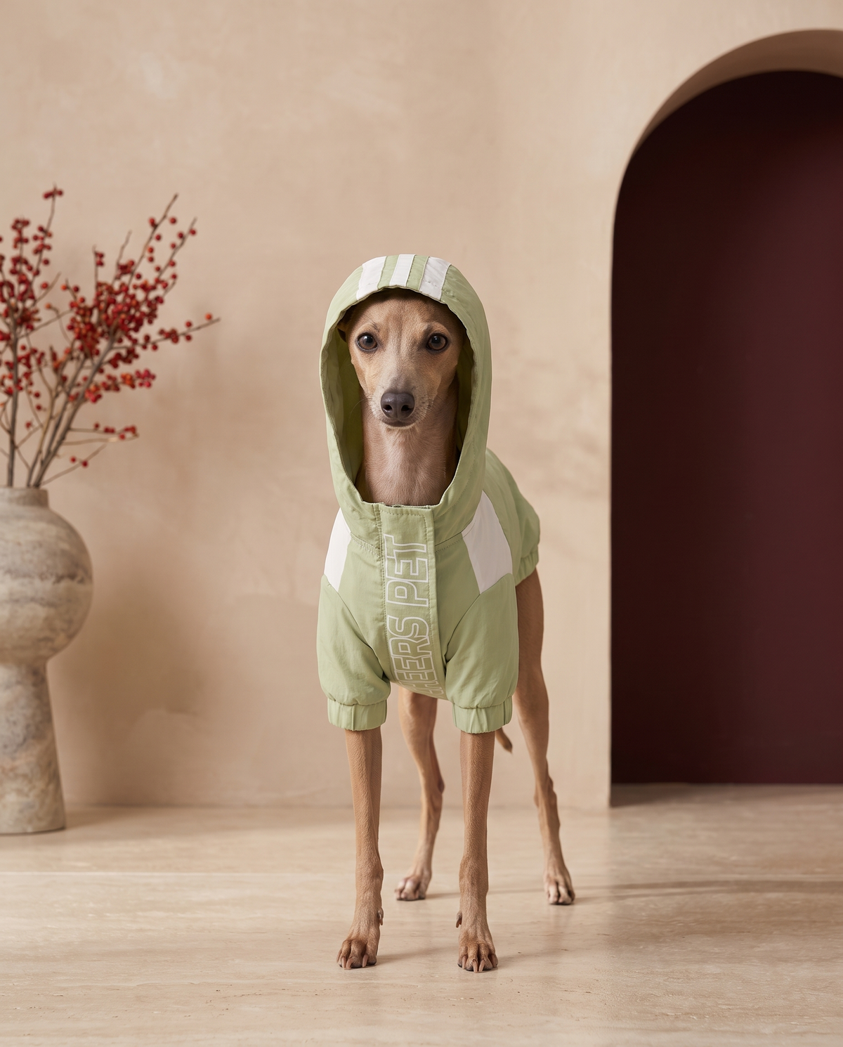 Italian Greyhound wearing the Iggy Grey waterproof hooded sweatshirt