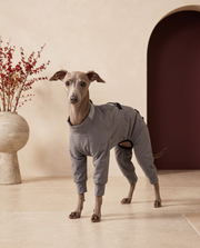 Italian Greyhound wearing the Iggy Grey full-body waterproof jumpsuit