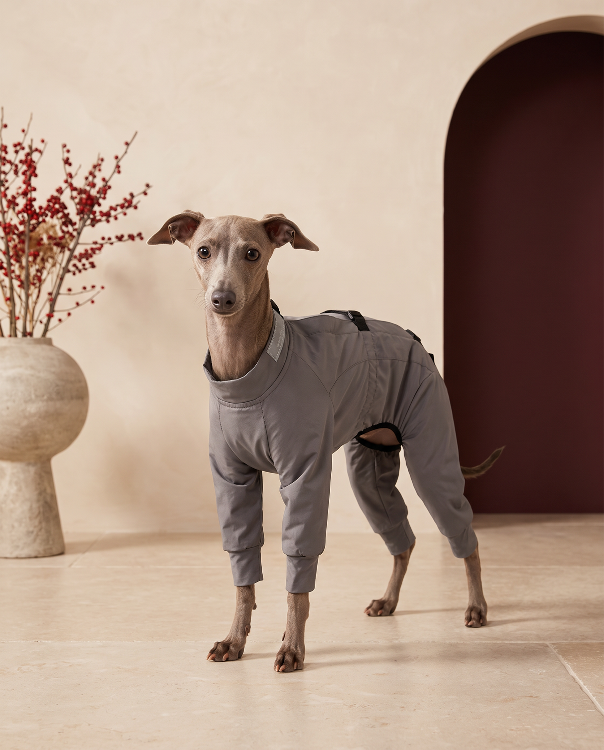 Italian Greyhound wearing the Iggy Grey full-body waterproof jumpsuit