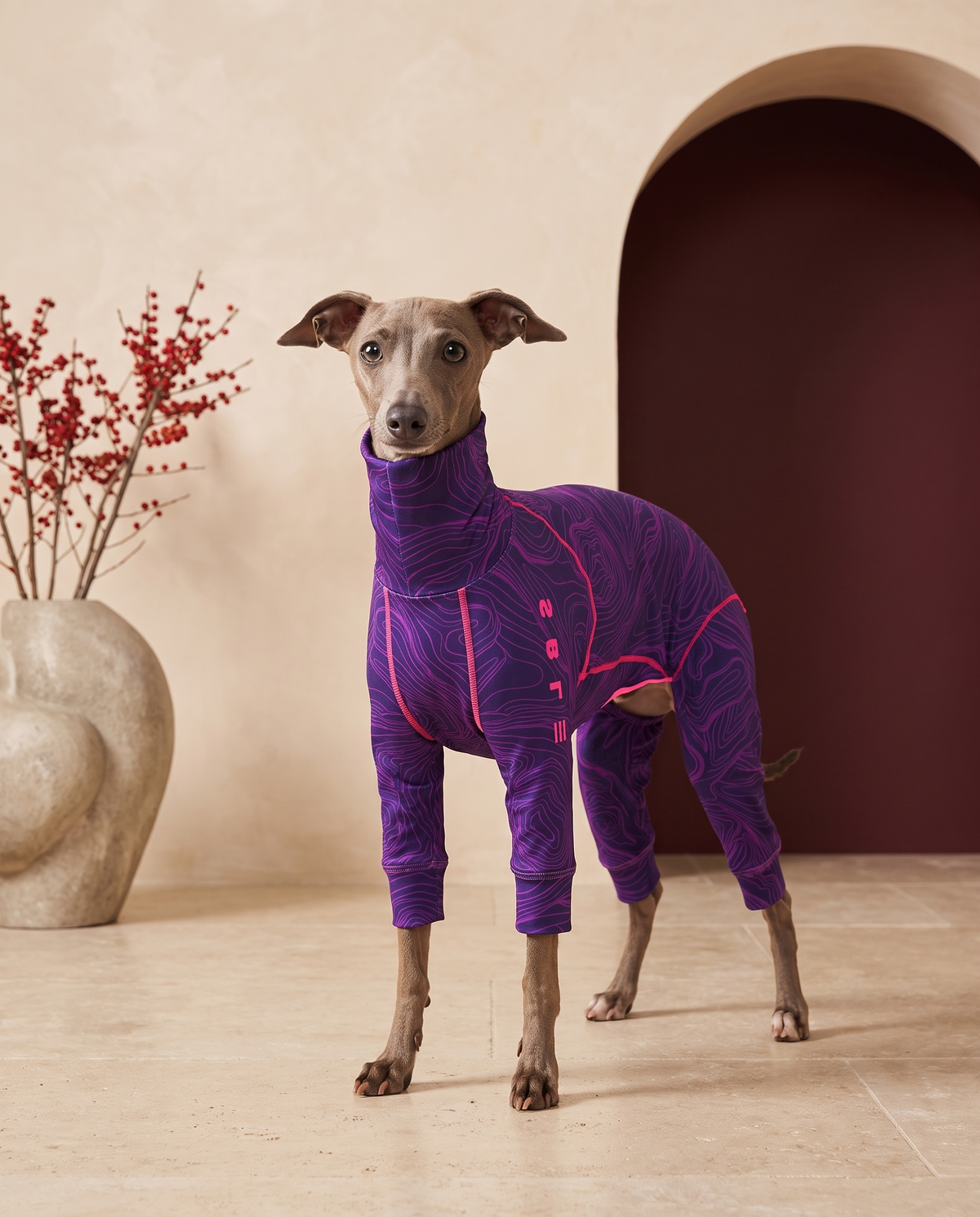 Italian Greyhound wearing the Iggy Grey full-body pajamas