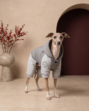 Italian Greyhound wearing the Iggy Grey waterproof hooded jacket with leash ring