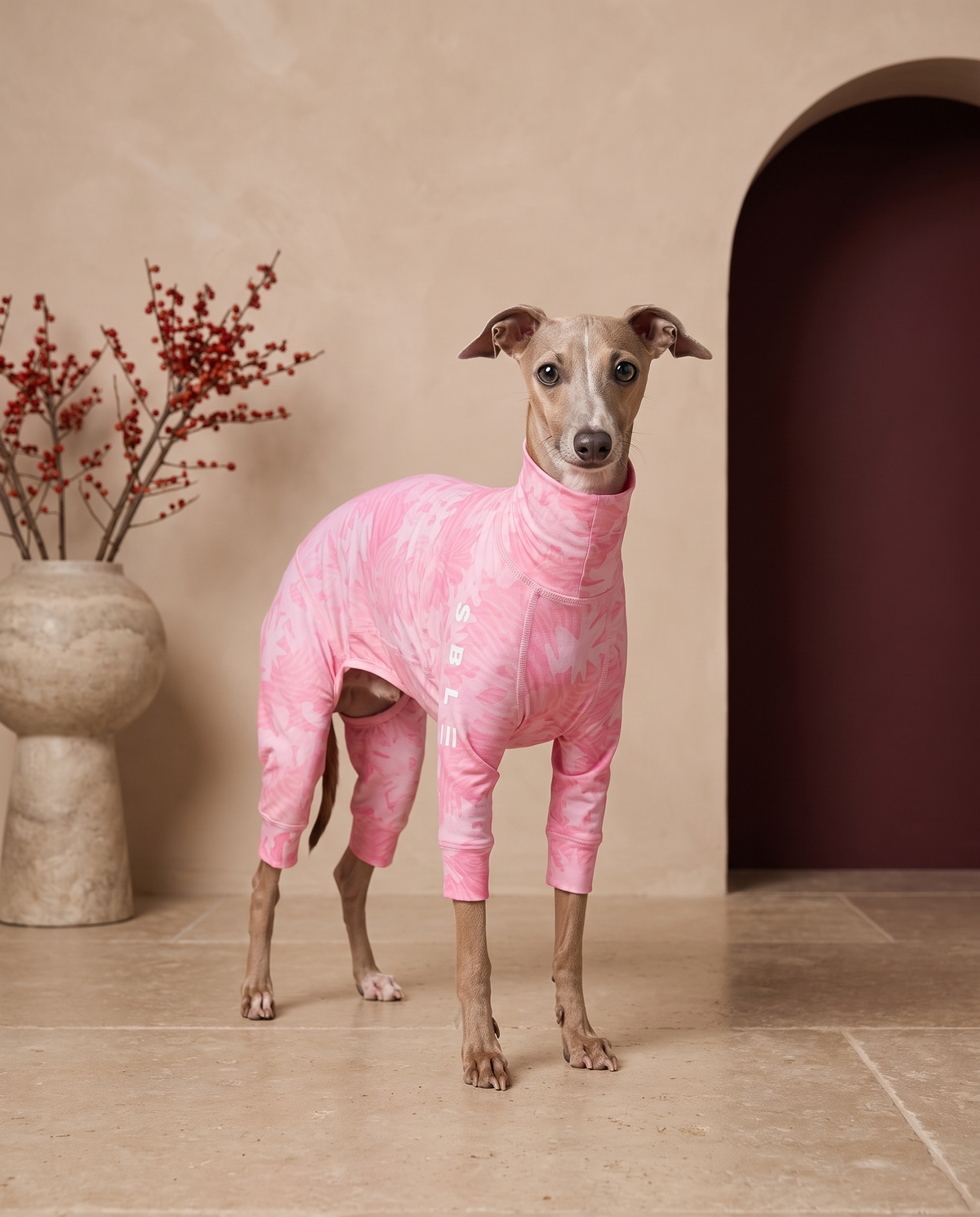 Italian Greyhound wearing the Iggy Grey sunsuit pajamas