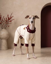 Italian Greyhound wearing the Iggy Grey adjustable warm velvet jumpsuit