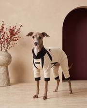 Italian Greyhound wearing the Iggy Grey ultra-soft velvet pajamas
