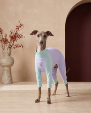 Italian Greyhound wearing the Iggy Grey cool insect repellent pajamas