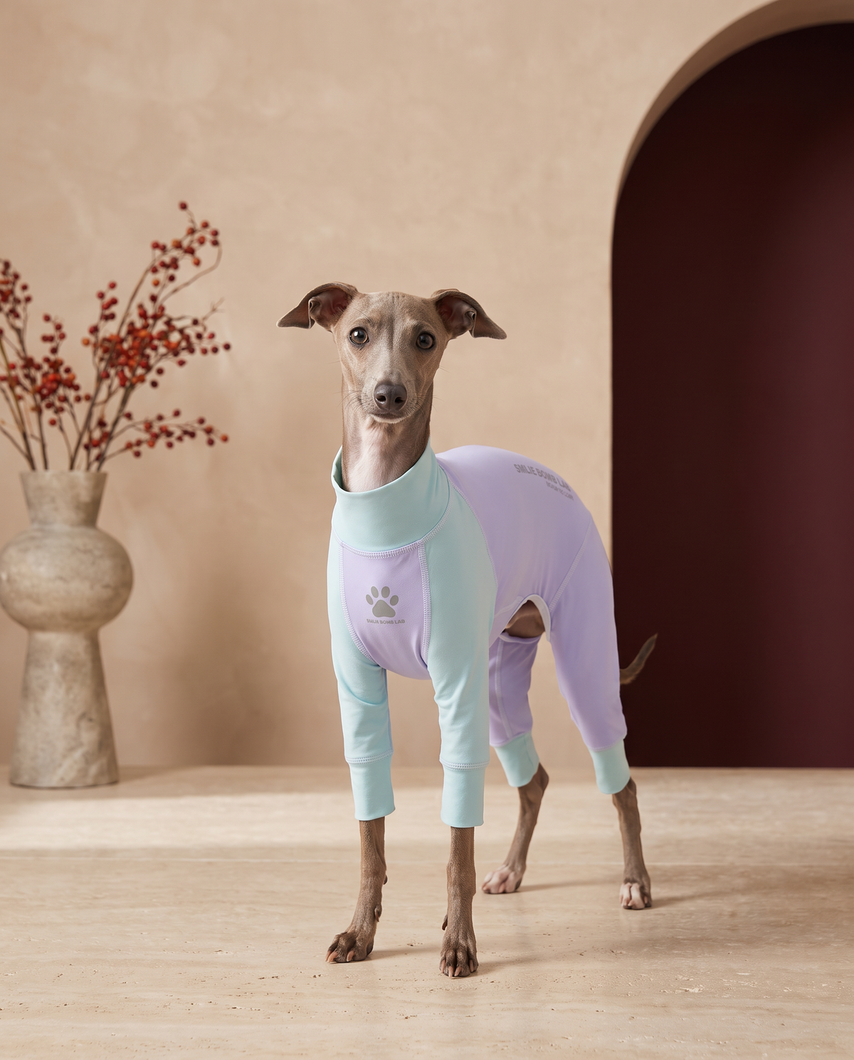 Italian Greyhound wearing the Iggy Grey cool insect repellent pajamas