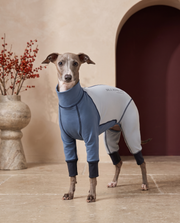 Italian Greyhound wearing the Iggy Grey cooling pajama suit