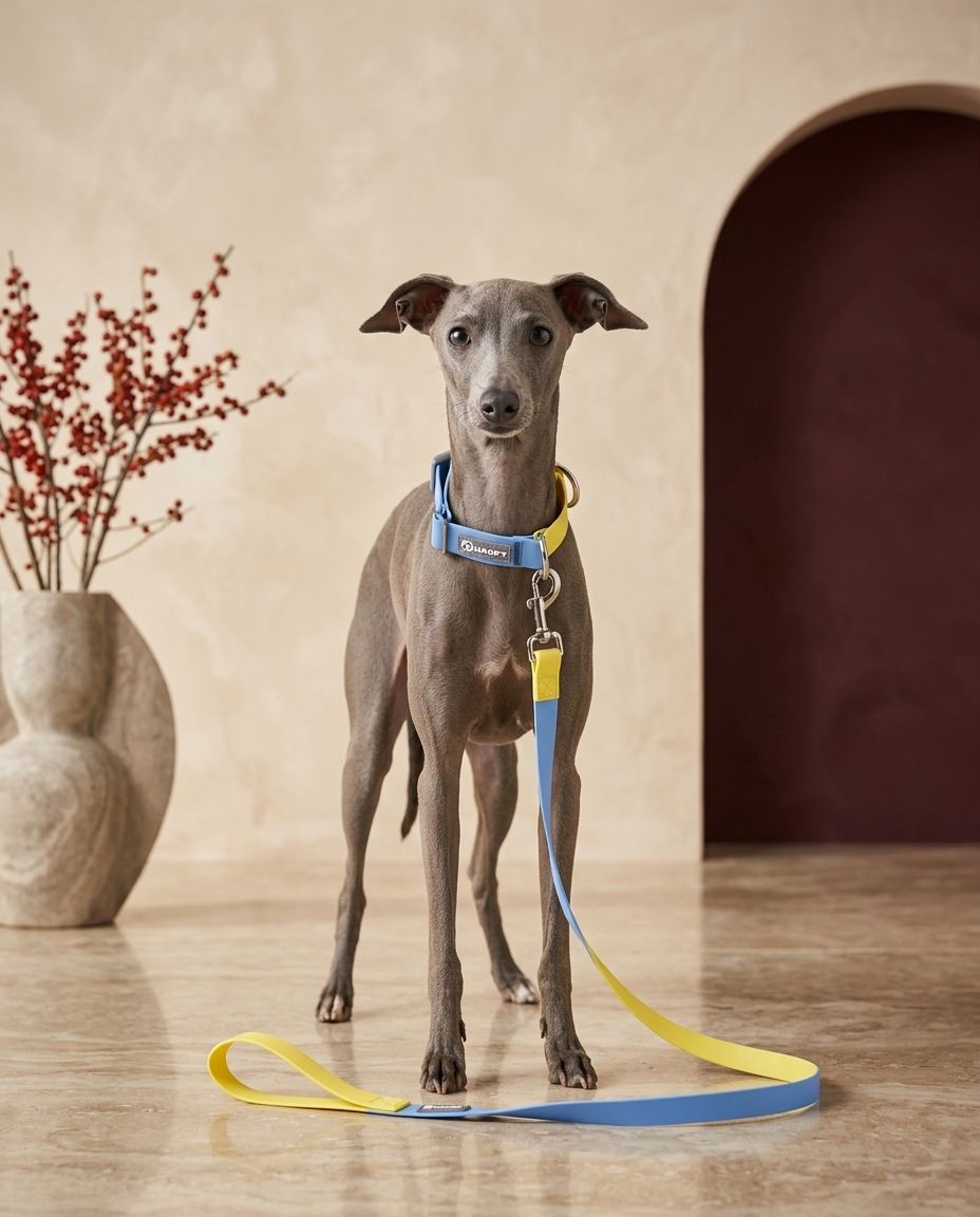 Italian Greyhound wearing the Iggy Grey waterproof PVC collar leash set