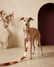 Italian Greyhound wearing the Iggy Grey geopattern collar and leash duo