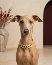 Italian Greyhound wearing the Iggy Grey diamond inlay collar necklace