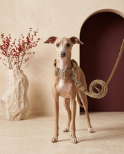 Italian Greyhound wearing the Iggy Grey tactical collar leash set