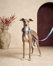Italian Greyhound wearing the Iggy Grey gradient collar leash set