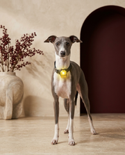Italian Greyhound wearing the Iggy Grey rechargeable LED walking collar