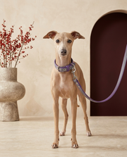 Italian Greyhound wearing the Iggy Grey reflective collar leash set