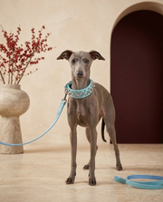 Italian Greyhound wearing the Iggy Grey spiked leather collar leash set