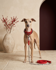 Italian Greyhound wearing the Iggy Grey spiked rivet collar leash set