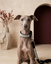 Italian Greyhound wearing the Iggy Grey luxurious rhinestone collar leash set