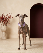Italian Greyhound wearing the Iggy Grey tactical no-pull collar