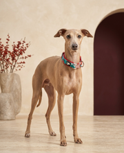 Italian Greyhound wearing the Iggy Grey cotton padded floral collar